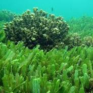 spirulina of chlorella kopen