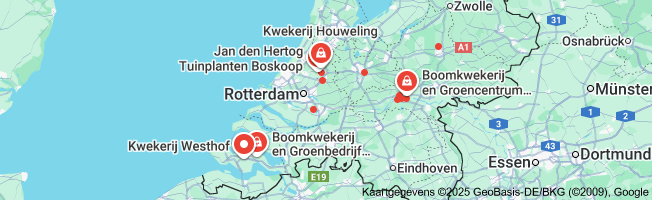 walnotenbomen kopen