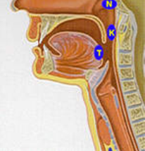 neusamandelen ontstoken