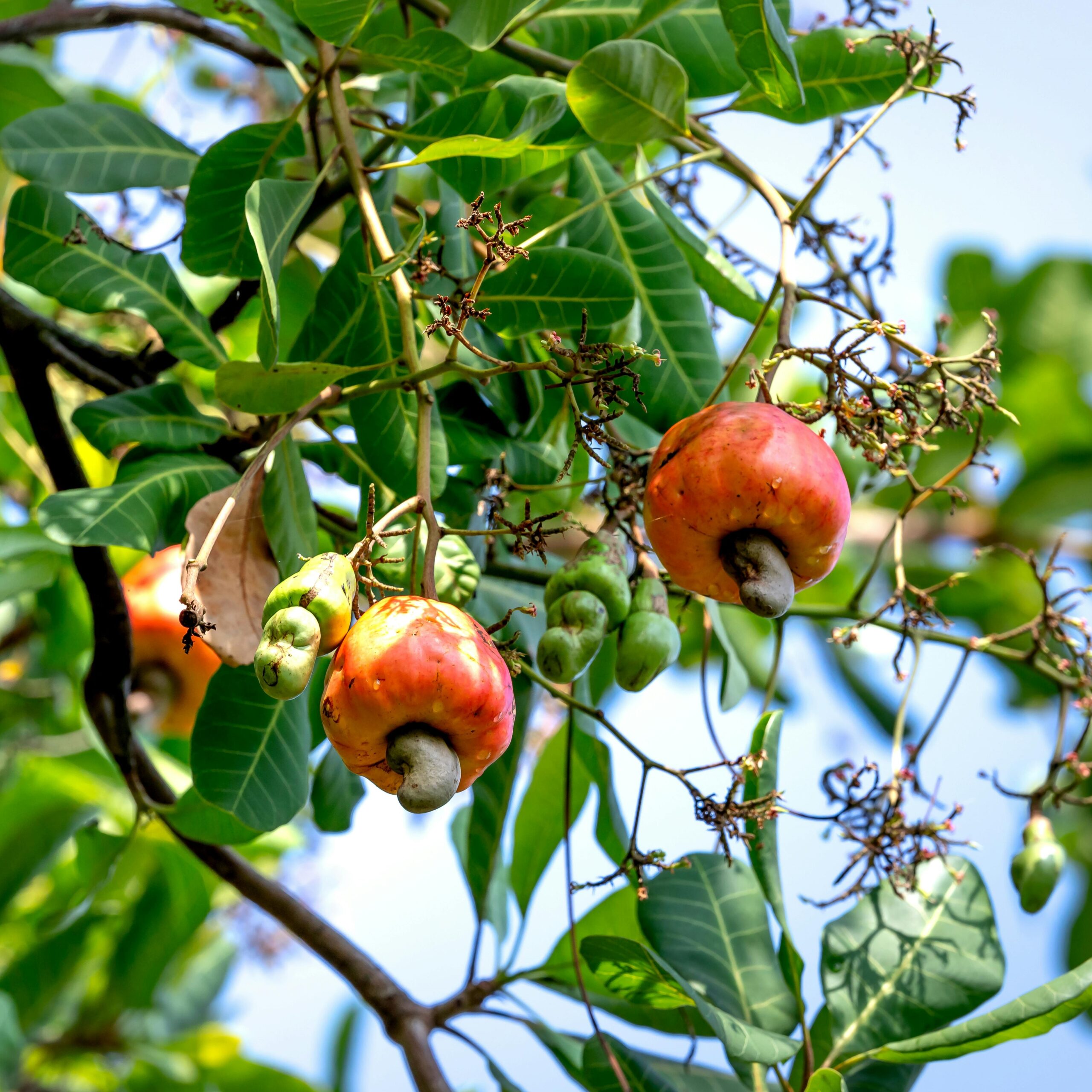 cashewnoten plant