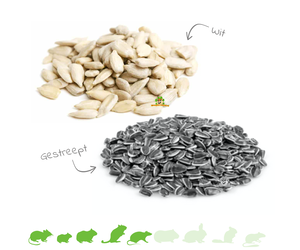 zonnebloem pitten kopen