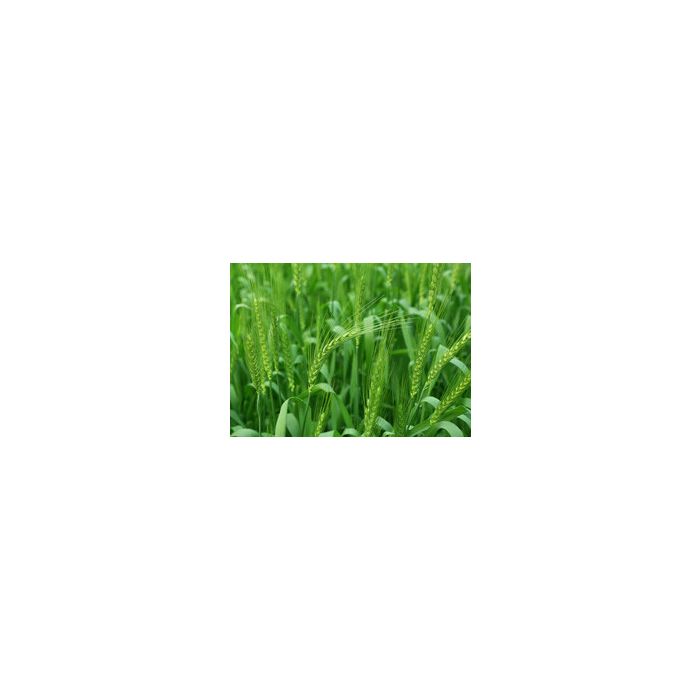 tarwegras kopen