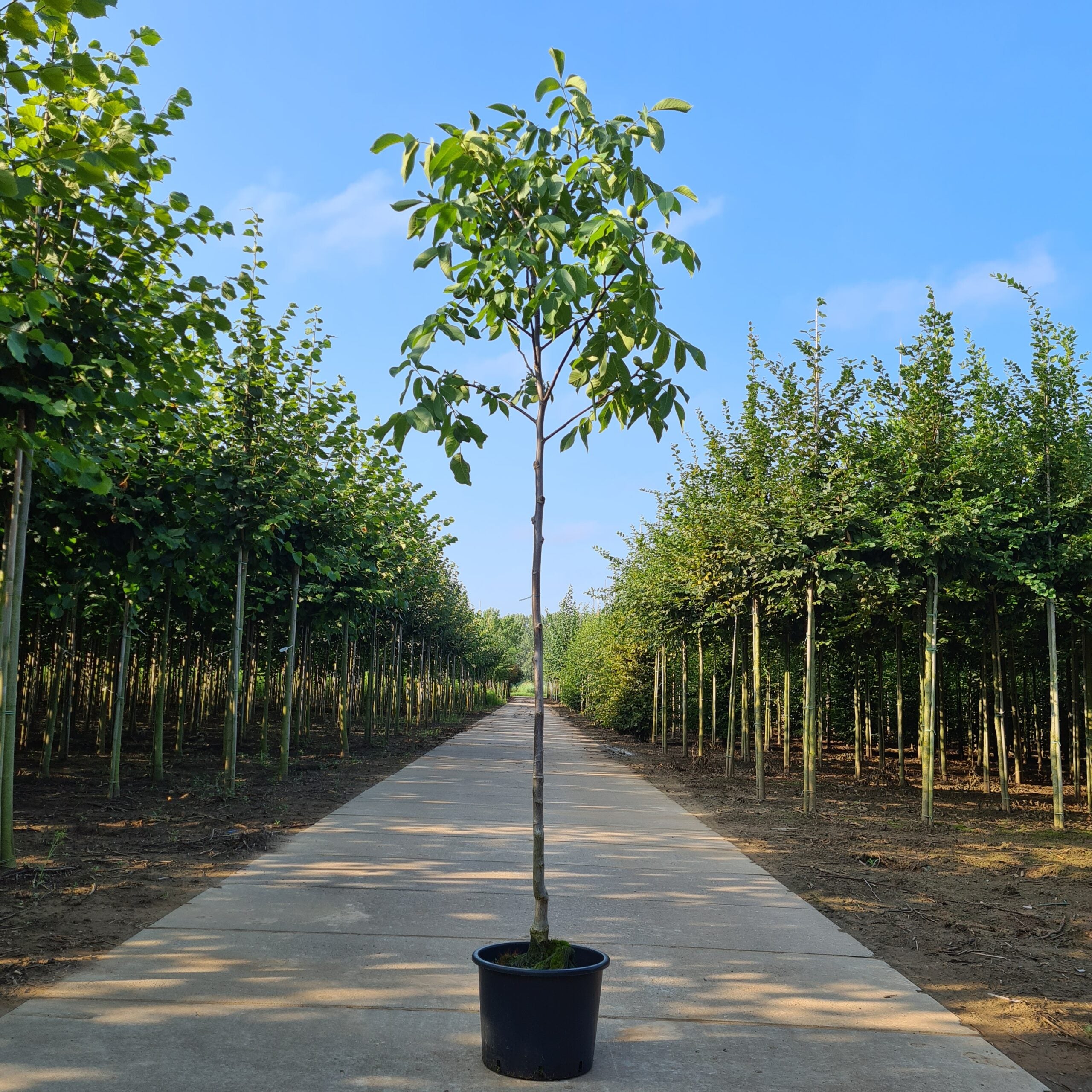 walnotenboom bloei
