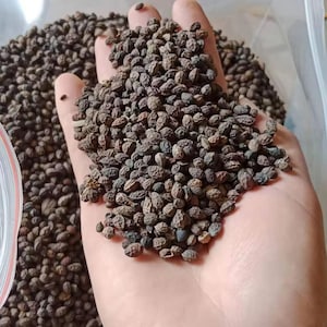 gedroogde papaya