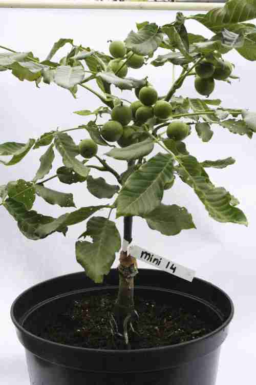 kleine walnotenboom